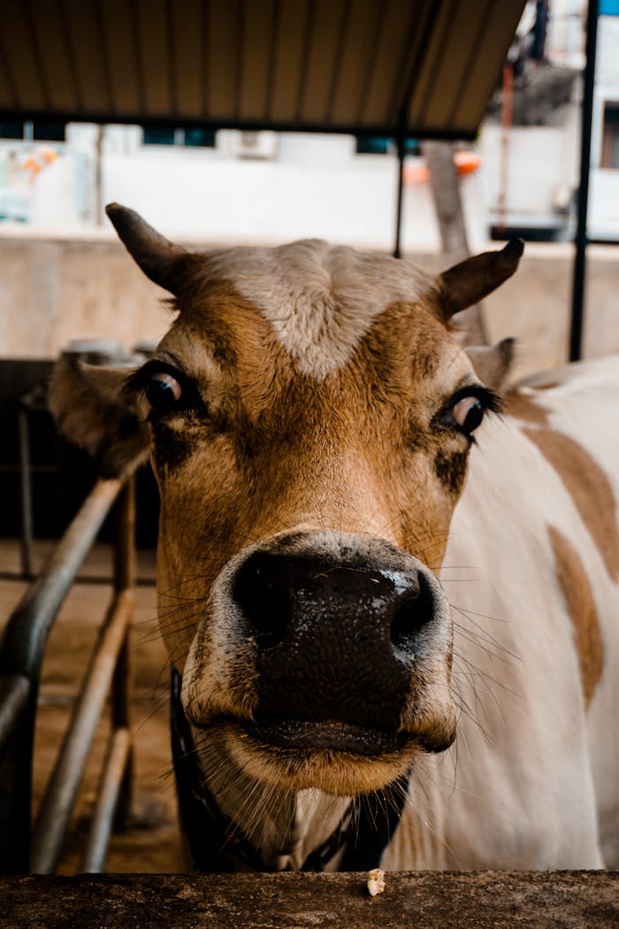 Detailed close-up of a brown and white dairy cow in a cowshed, emphasizing the animal's curious expression.