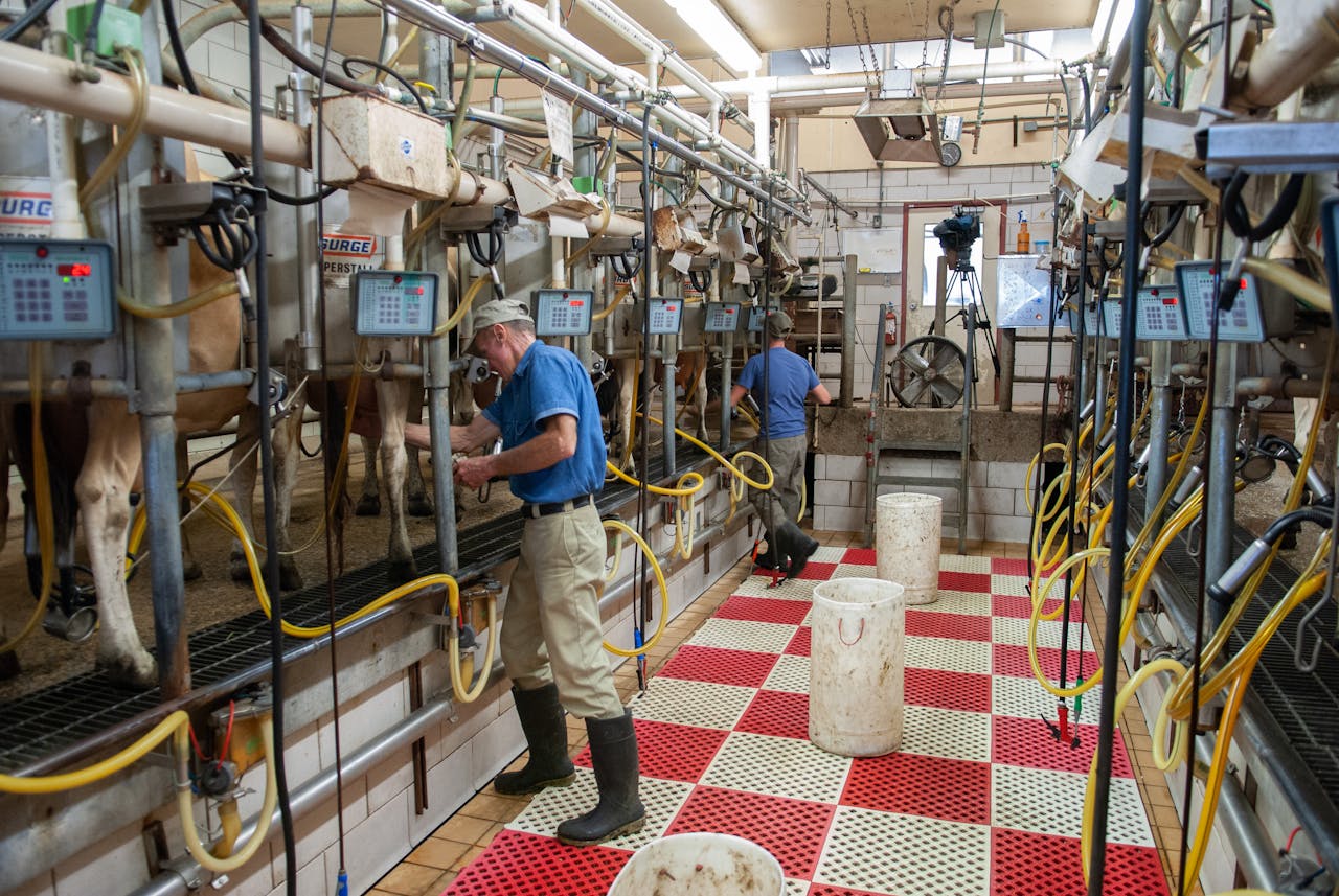 Men operating milking machines at a dairy farm in Raleigh, NC.
