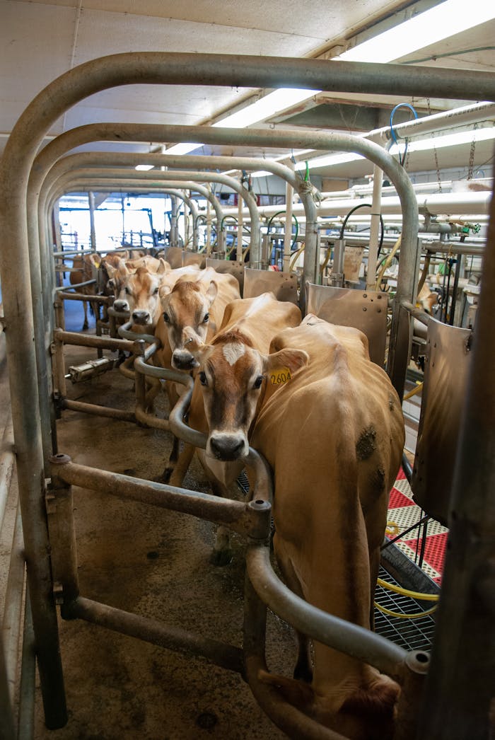 A group of dairy cows inside a modern milking parlor, showcasing industrial farming practices.