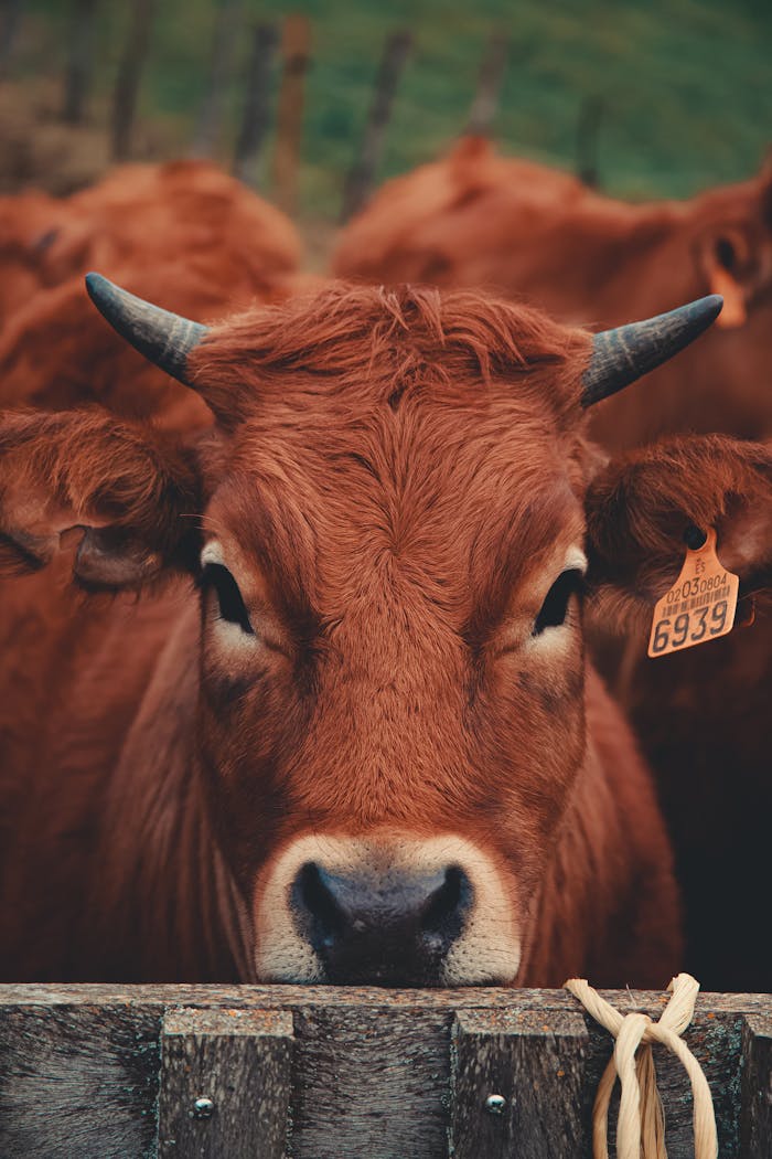 A close-up view of a brown cow with an ear tag standing on a farm, capturing its detailed features.