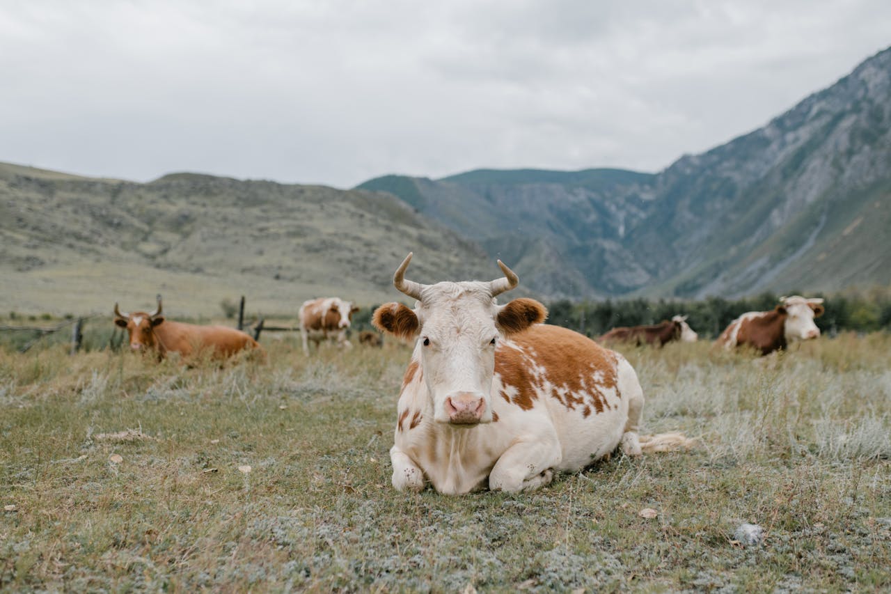 Peaceful cattle resting in a picturesque mountain valley, showcasing rural farm life.