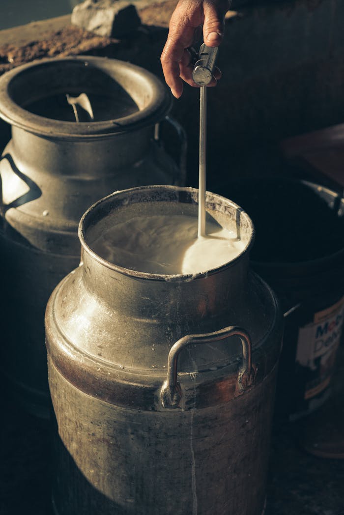 Close-up of fresh milk being poured into a stainless steel can in a rustic setting.